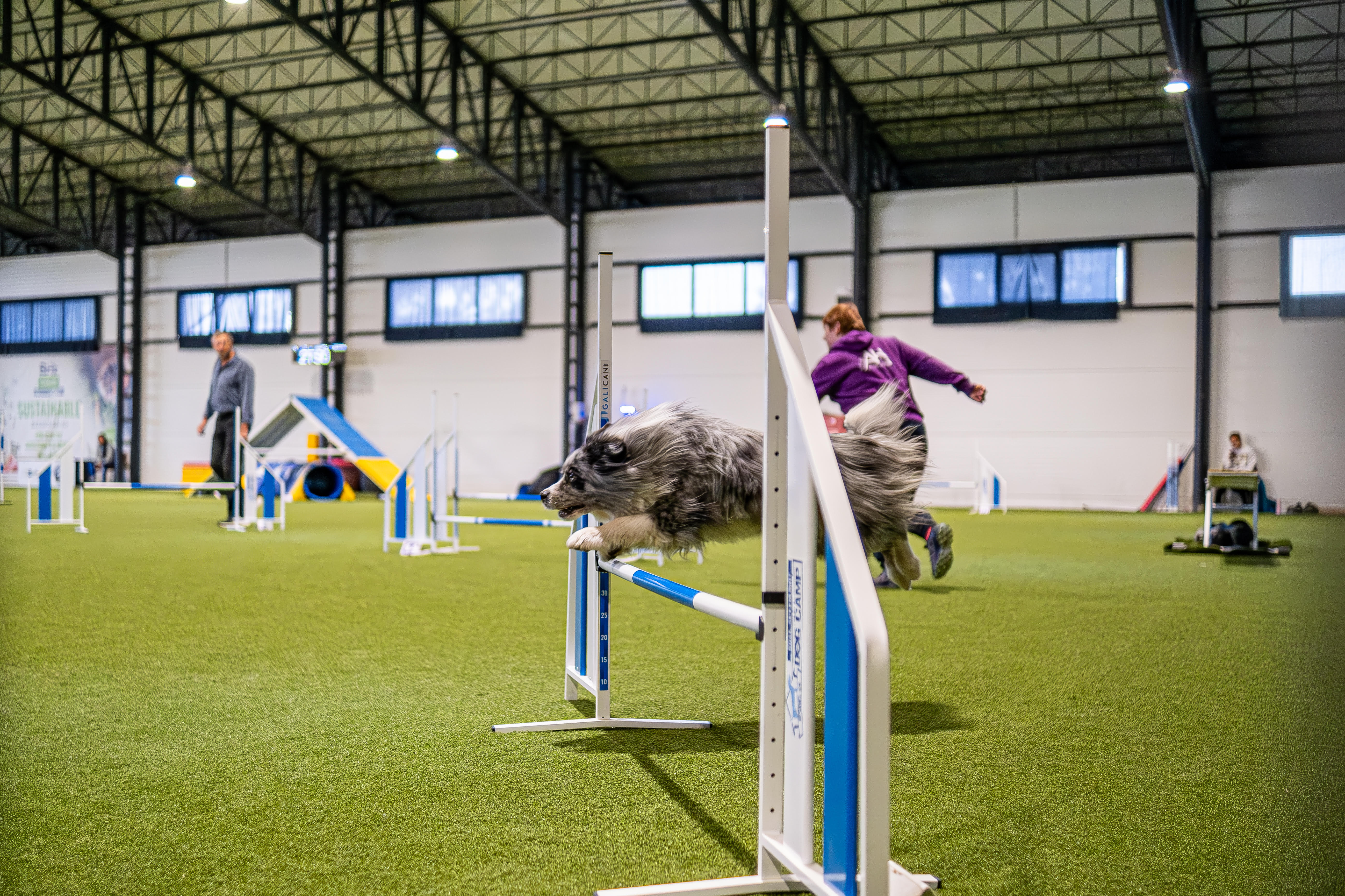 Agility tréning v zime v hale